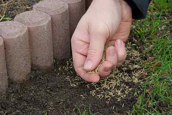 Terselesaikan! Waktu terbaik untuk menanam benih rumput