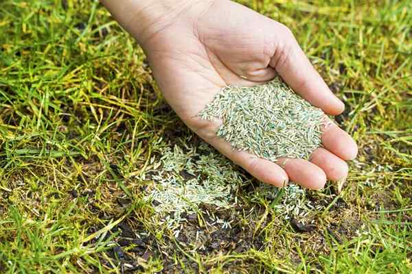 Résolu! Les graines d'herbe à croissance la plus rapide pour une pelouse (presque) instantanée