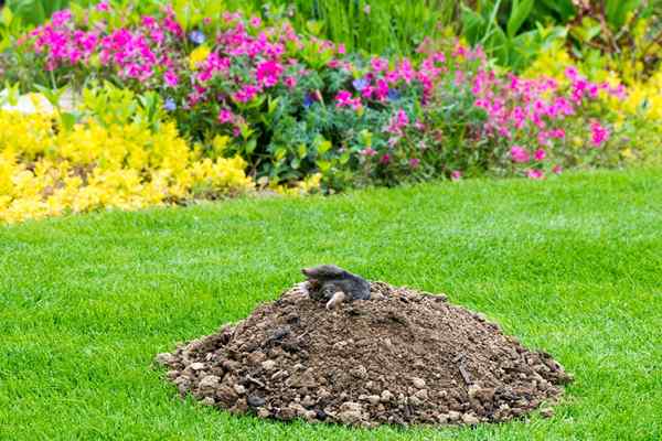 Résolu! Quel animal creuse des trous dans ma cour?