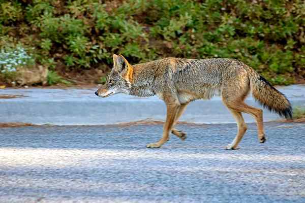 Terselesaikan! Seperti apa kotoran coyote?