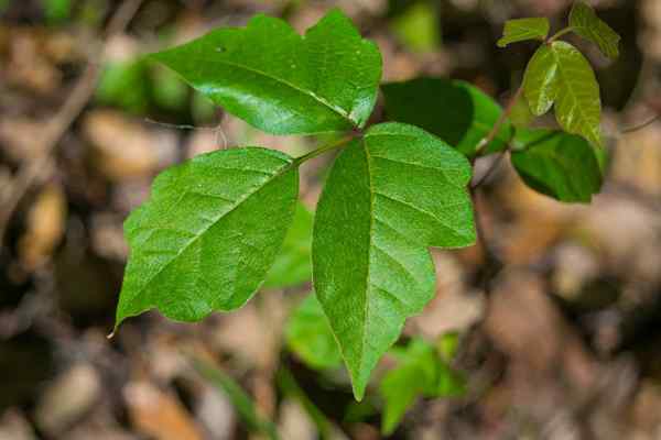 Résolu! À quoi ressemble le lierre Poison?