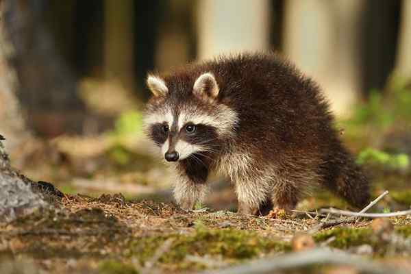 Gelöst! Wie sieht Raccoon Poop aus??