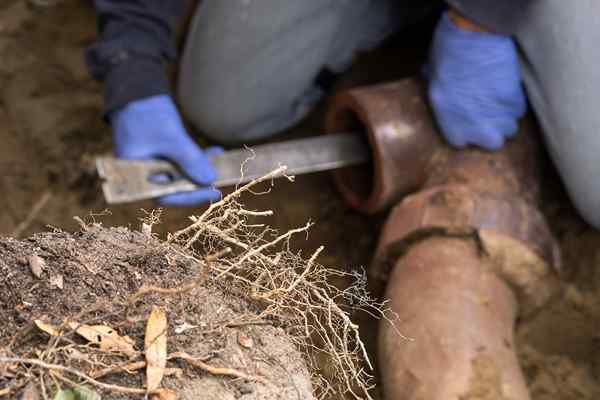 Diselesaikan! Apa yang perlu dilakukan mengenai akar pokok di garis pembetungan