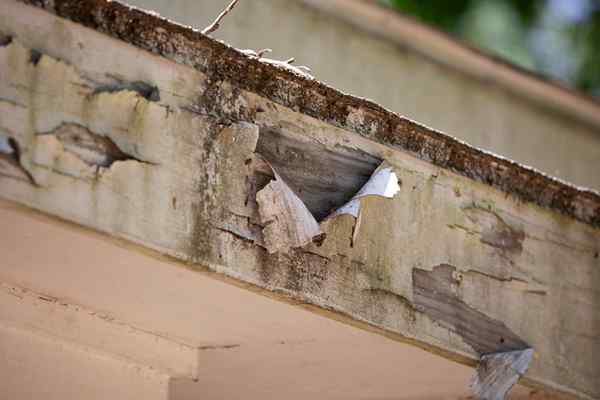 Rozwiązany! Który naprawi soffit i powięź?