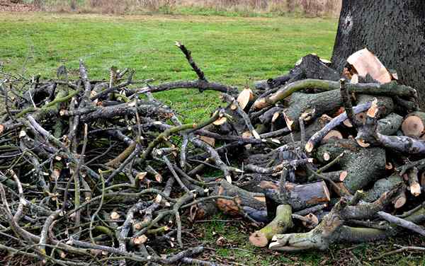 Menurunkan pokok di halaman anda? Berikut adalah 12 perkara yang boleh anda lakukan dengan kayu