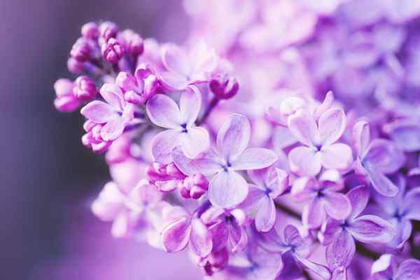 20 jenis lilac terbaik untuk berkembang di halaman anda