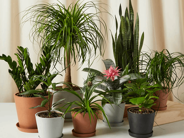 Os 8 melhores lugares para comprar plantas online