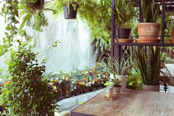 8 houseplants terburuk untuk orang yang mengalami alahan