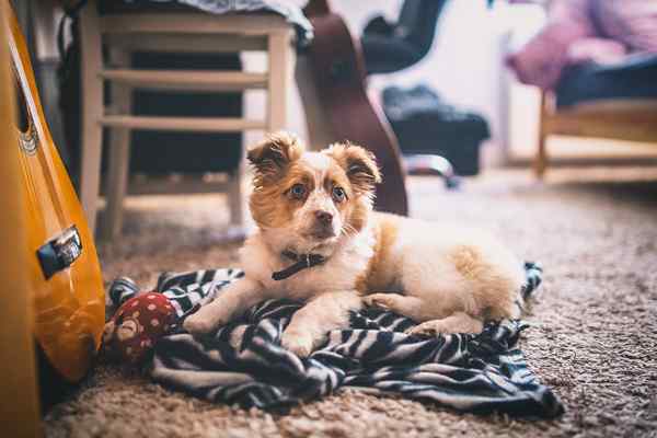 Les meilleurs tapis pour animaux de compagnie de 2023