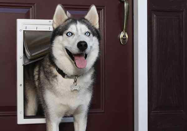 As melhores portas de cachorro para a casa