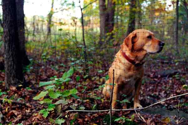 As melhores cercas para cães de 2023