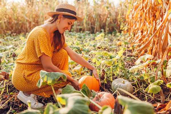 Le meilleur engrais pour les citrouilles de 2023