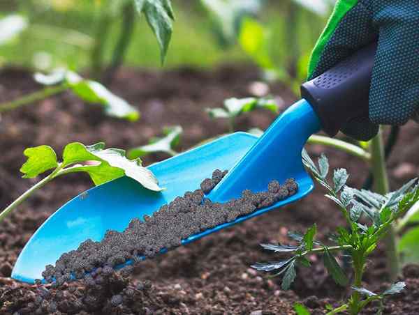 Le meilleur engrais pour les plantes de pastèque de 2023