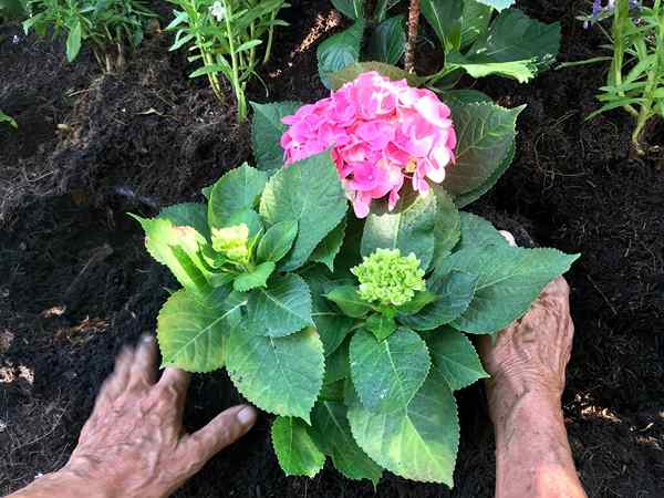 Los mejores fertilizantes para hortensias de 2023