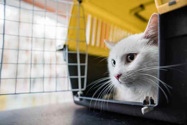 Os melhores serviços de transporte de animais de estimação de 2023