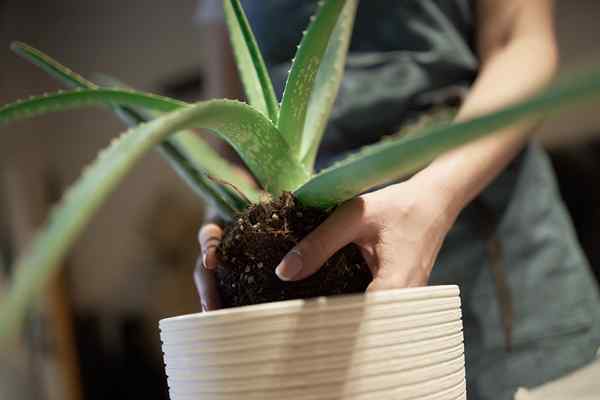 Le meilleur sol pour l'aloe vera de 2023