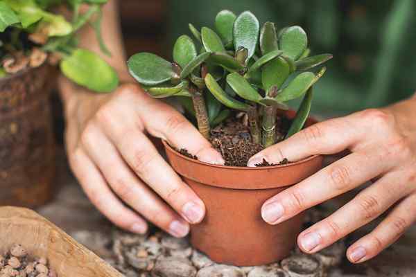 O melhor solo para plantas de jade de 2023