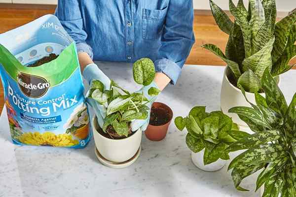 Le meilleur sol pour les plants de Pothos de 2023