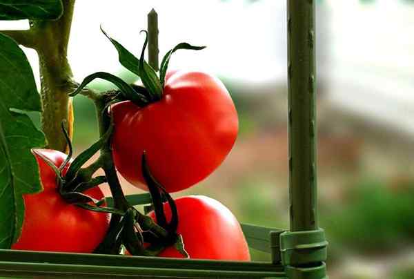 Les meilleures cages de tomate de 2023