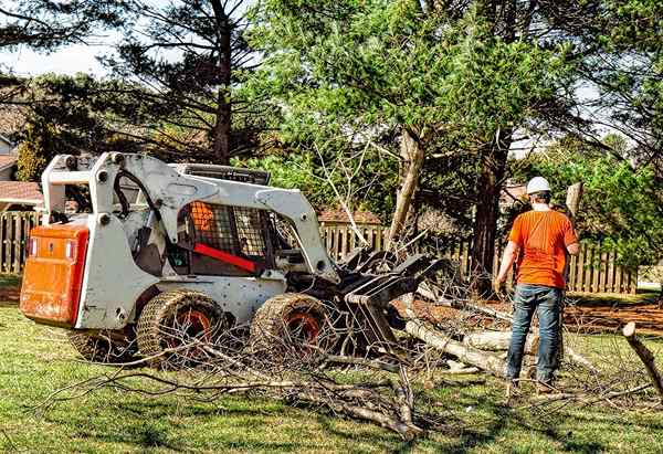 Les meilleurs services d'élimination des arbres de 2023