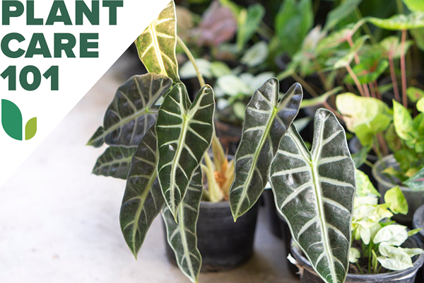 Ce guide des soins d'alocasia pousse de superbes plantes d'oreille d'éléphants