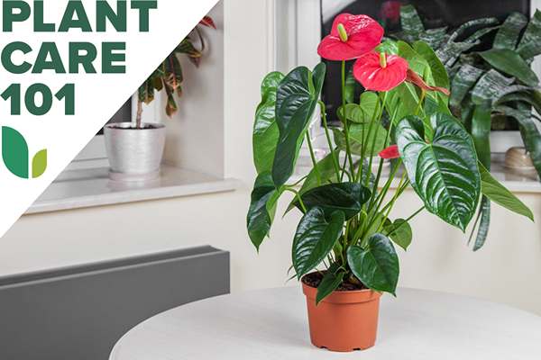 Esta guía para Anthurium Care producirá un exuberante follaje verde con flores de cola