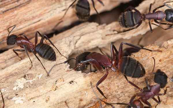 Quels sont les signes de fourmis de charpentier dans la maison?