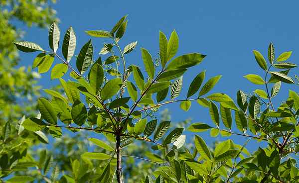 Wie sieht Gift Sumac aus? Alles, was Sie über die Identifizierung von Gift -Sumac wissen müssen