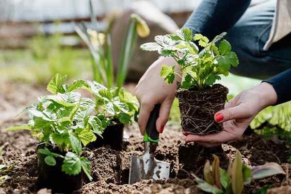 O que é plantar companheiro e como usá -lo em seu jardim de origem