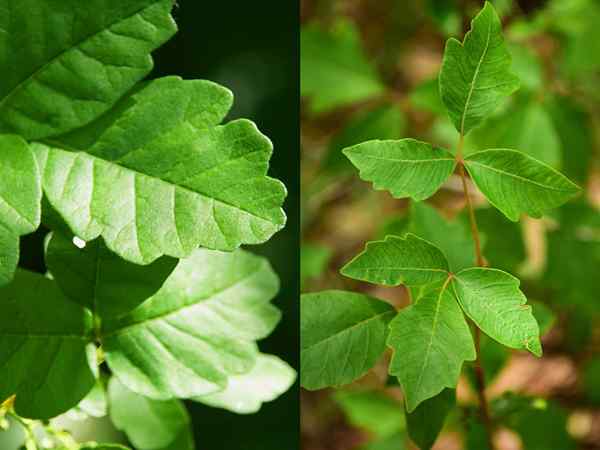 Apa perbezaannya? Poison Ivy vs. Oak racun