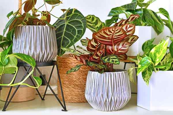 10 plantas de interior abigarradas que tienen el mayor interés visual