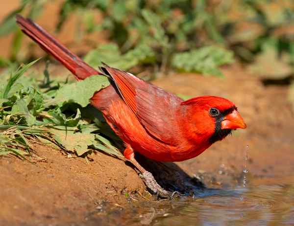 12 lustige Fakten, die Sie nie über Cardinals gekannt haben