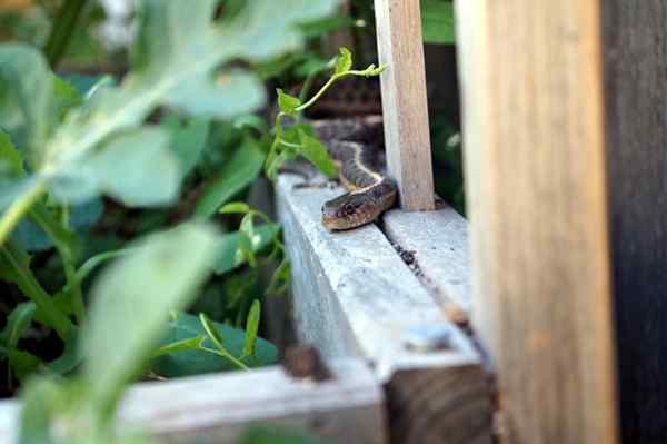 12 plantes hydrofuges qui peuvent aider à l'épreuve de votre jardin à l'épreuve des parasites