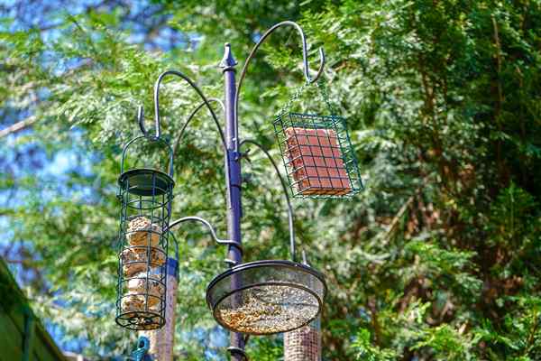 12 types de mangeoires à oiseaux Chaque onglet de l'arrière-cour devrait savoir