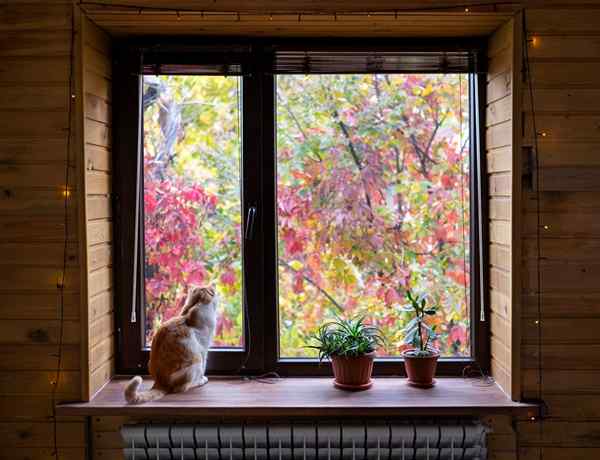 12 formas de predecir el clima observando la naturaleza en su patio trasero