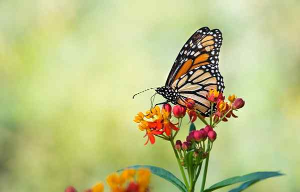 15 flores que atraen mariposas