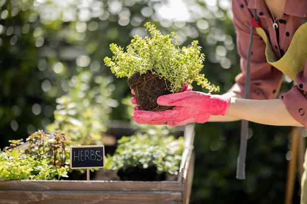 15 herbes vivaces à cultiver pendant des années de saveur fraîche, de lutte antiparasitaire et de produits de nettoyage