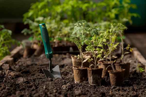 4 coisas a saber sobre jardinagem no final da temporada