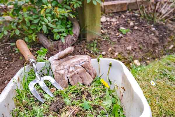 5 choses à faire avec les mauvaises herbes après les avoir tirées