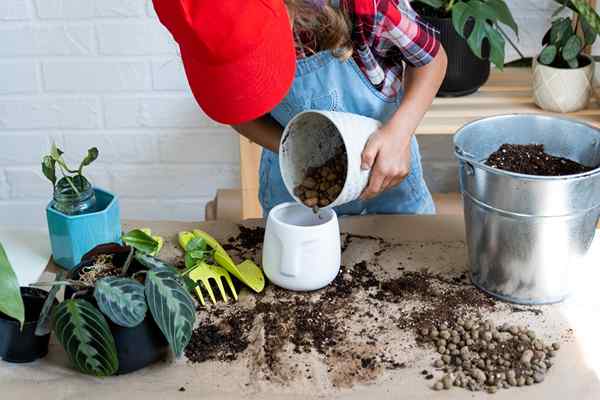 6 plantas internas que não precisam de drenagem