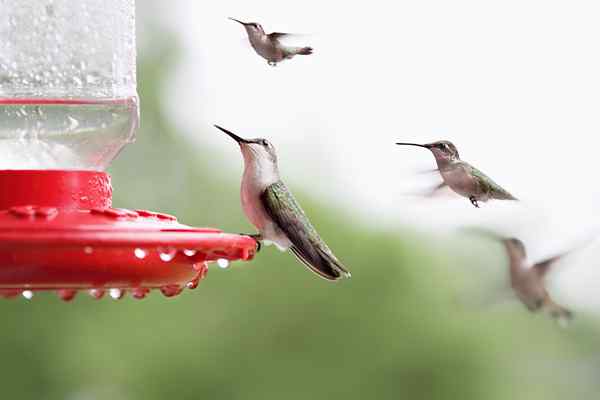 Ziehen Sie mehr Kolibris in Ihren Garten an, indem Sie diese 10 häufigen Fehler vermeiden