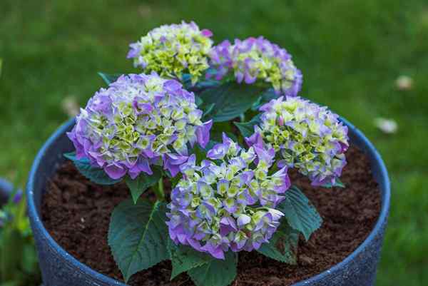 Bisa hydrangea tumbuh dalam pot?