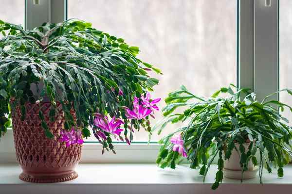 Natal vs. Ação de Graças vs. Cacto de Páscoa Qual é a diferença entre essas plantas de férias?