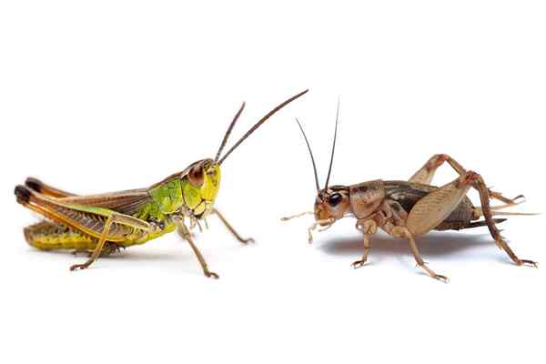 Cricket vs. Grasshopper, cuyo ruidoso plaga está invadiendo su hogar o jardín?