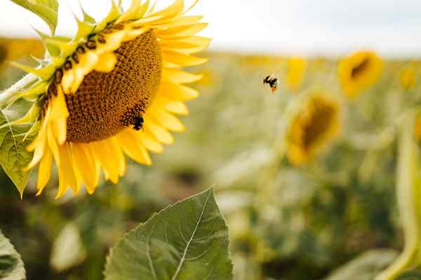 Blumenkraft 10 überraschende Fakten über Sonnenblumen