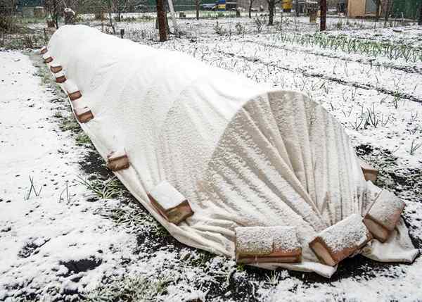 Geada vindo em seu caminho? O que fazer com vegetais no jardim