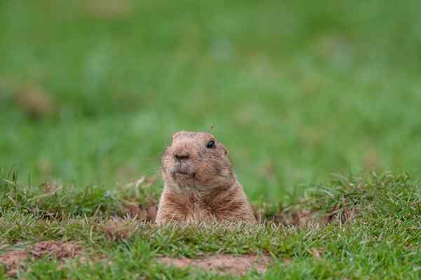 Gopher vs. Marmota que la criatura de excavación está invadiendo su césped y jardín?