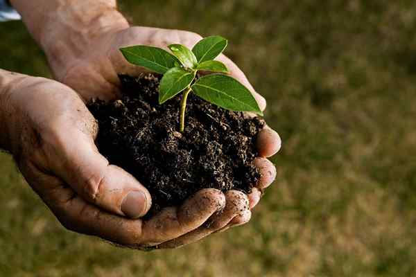 ¿Cuánto cuesta plantar un árbol??