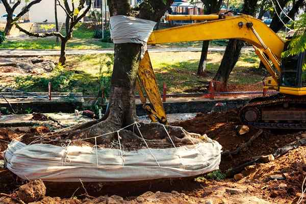 Combien cela coûte-t-il pour éliminer un arbre?