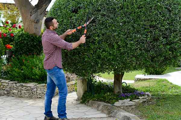 Combien coûte la coupe des arbres?